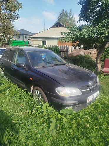 водный банан: Nissan Almera Tino: 2002 г., 2.2 л, Хэтчбэк — 1