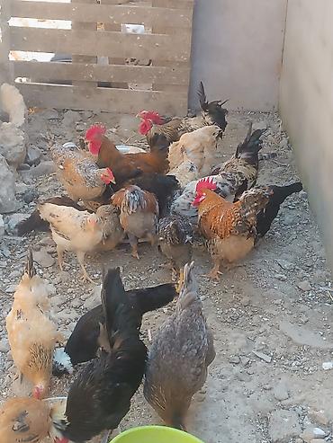 Toyuqlar: Məişət təsərrüfatı üçün müxtəlif cins yerli toyuqlar və xoruzlar - — 2