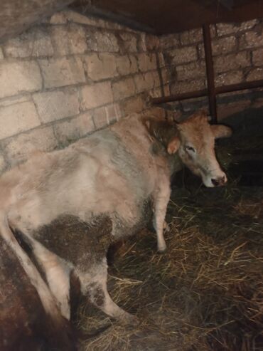 Inəklər, öküzlər: Dişi, il: 3, Ətlik, Ünvandan götürmə — 9