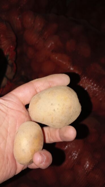 продаю шерсть: Картошка at lalafo.kg продаю шерсть: Картошка