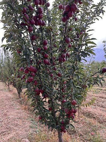 цена яблок в бишкеке: Яблоки Оптом — 4