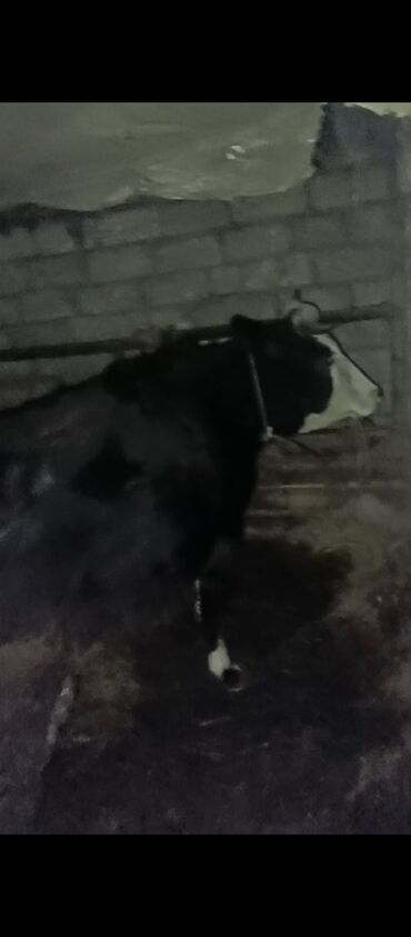 Inəklər, öküzlər: Dişi, il: 3, Ətlik, Ünvandan götürmə — 3