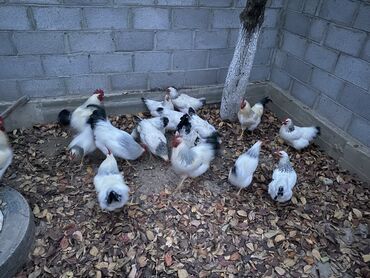 гидропонный корм: Продаю | Куры, Петух | Домашняя | На забой, Для разведения, Несушки at lalafo.kg гидропонный корм: Продаю | Куры, Петух | Домашняя | На забой, Для разведения, Несушки