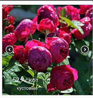 Rose saplings: Кустовые розы — сорта: - Э Шропшир Эд (№534): густомахровые — 44