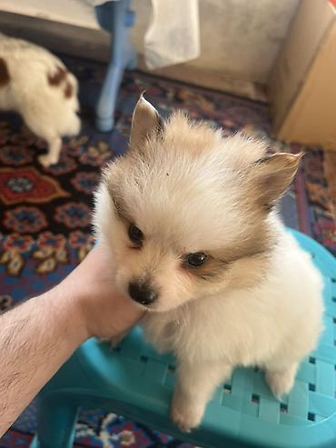 İtlər: Şpitz — 5