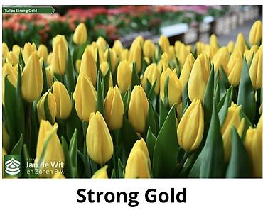 Букеты из живых цветов: Тюльпаны От 130сом за шт Чем больше шт тем больше скидка at lalafo.kg — 9 Букеты из живых цветов: Тюльпаны От 130сом за шт Чем больше шт тем больше скидка — 9