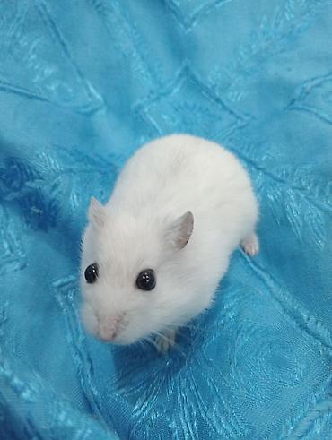 Cırtdan hamsterlər və tam dəst qəfəs Məhsul təsviri: - Növ: cırtdan