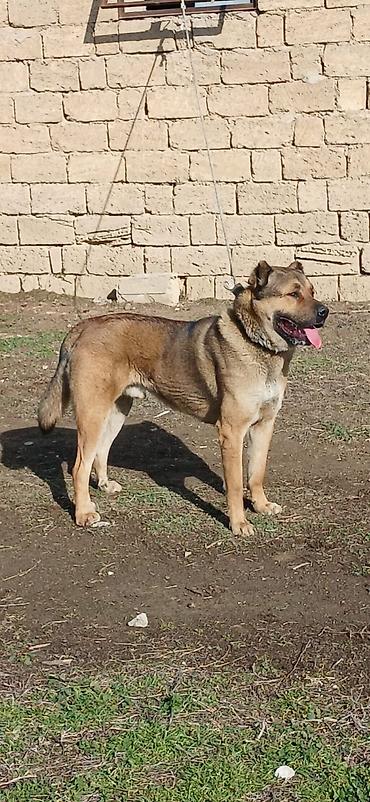 İtlər: Qurdbasar, 1 il, Erkek, Peyvəndli -da lalafo.az — 19 İtlər: Qurdbasar, 1 il, Erkek, Peyvəndli — 19