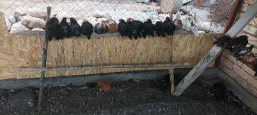 продам сельхоз животных: Продаю | Цыплята