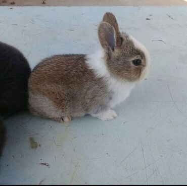 Dovşanlar: 🟠 Ev dovşanı balalarına super endirim kampaniyası. müvəqqəti olaraq 50 — 20