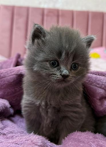 Pişiklər: Britan — 6