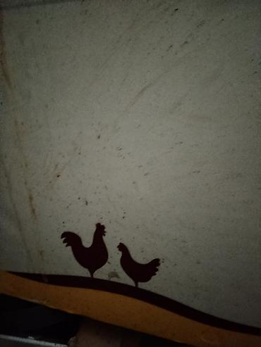 Инкубаторы: Инкубатор «Норма Луппер» - Тип: электрический инкубатор для птицы - — 2