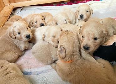 İtlər: Labrador-retriver, 1 ay, Erkek — 24
