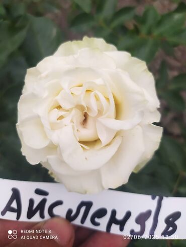 Şitillər: Məhsul: Gül kolları – müxtəlif növ güllər Təsvir: - Seçmə dekorativ — 8