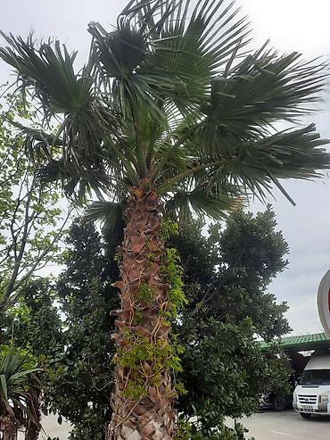 palmalar: Dekorativ palma ağacı – Washingtonia robusta (fan-palma) - Növ — 2