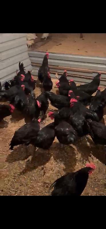 sari qus: Toyuq, Australorp, Yumurtalıq, Ünvandan götürmə, Ödənişli çatdırılma, Rayonlara çatdırılma — 1