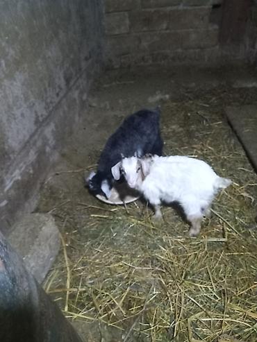 golden goat: Ekiz balali ekiz keci satiram tam saqlam Arpa buqda yeyen heyvanlardi — 4