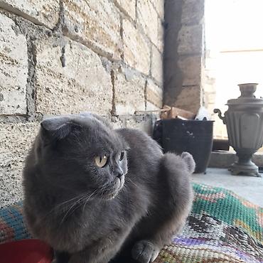 heyvan pişik: Şotland yastı qulaq — 2