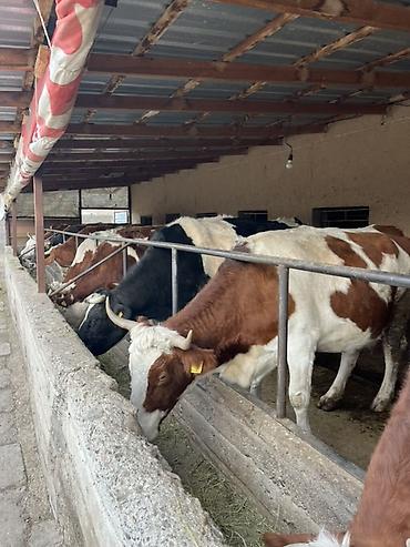 Коровы, быки: Продаю | Тёлка | Искусственник — 19