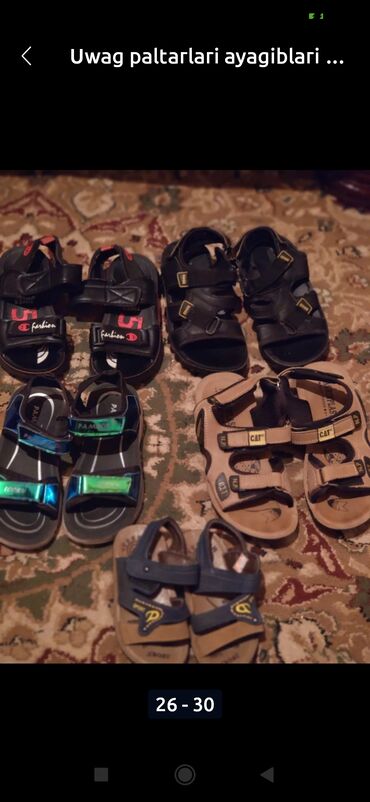 Pişiklər: Amerikan Shorthair, Erkək, Ünvandan götürmə — 3