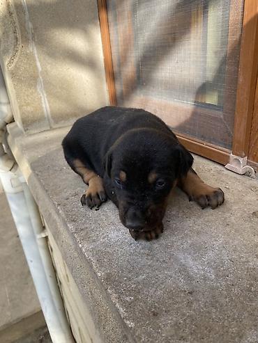 İtlər: Doberman, 1 ay, Dişi — 3