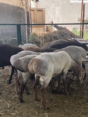 гисар овцы: Продаю | Ягненок, Баран (самец) | Гиссарская, Полукровка, Долан | На забой