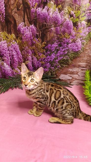 Продажа кошек: Красивейшие Бенгальские котята 3мес девочки и мальчики. Проф питомник at lalafo.kg — 7 Продажа кошек: Красивейшие Бенгальские котята 3мес девочки и мальчики. Проф питомник — 7