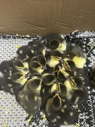 tutuquşu satışı: Tecili ucuz qiymete 0773710465 elaqe saxliyin — 2