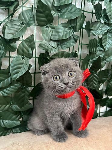 Кошки: Шотландская вислоухая — 1