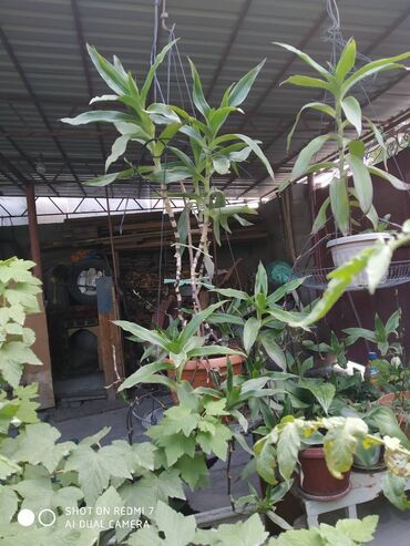 Декоративные цветы: Продаю: 1. Золотой Ус, большой. Цена за один корень 650 сом. — 5