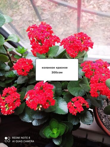 рео традесканция: Продаю коланхое красное,а так же другие комнатные цветы Замиокулькас