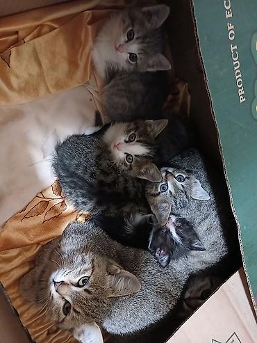я ищу кота: Кошка даром: Беспородная, Мальчик, Приучена к лотку — 5