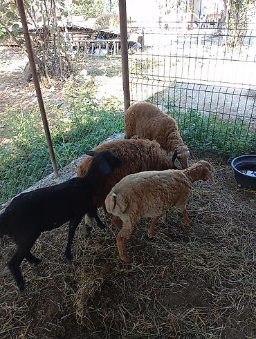 cins buzovların satışı: Sağlam heyvanlardı,3 erkey 1 dişi — 2