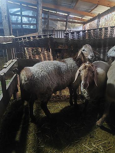 Продам с/х животных: Продаю | Ягненок | Для разведения | Ярка — 9