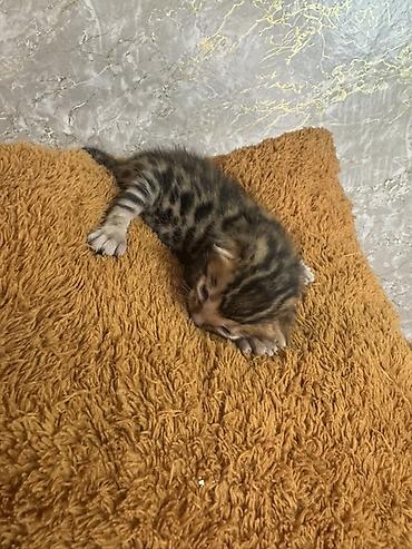 bengal pişik: Benqal, Yaxşı əllərə, Ünvandan götürmə, Ödənişli çatdırılma, Pulsuz çatdırılma — 2