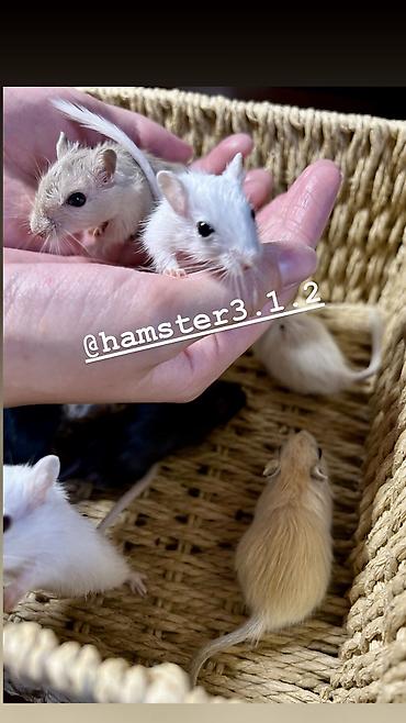 Птицы: Ручные песчанки монгольские. Красивые окрасы, есть девочки и мальчики — 5