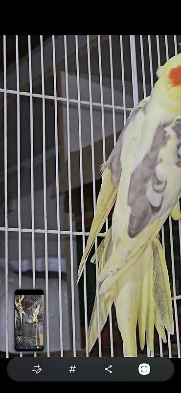 сколько стоит страус: 🦜 Кореллы — 3 взрослые рабочие пары! Продаются красивые, здоровые и — 4