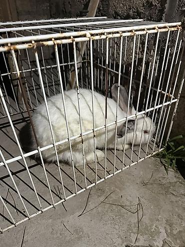 dovşan reks: Ağ rəngli ev dovşanı erkek - Ağ tüklü, qırmızımtıl gözlü, uzunqulaqlı — 1