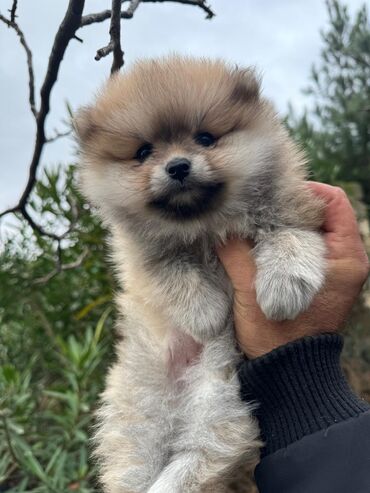 İtlər: Şpitz, 2 ay, Dişi — 3