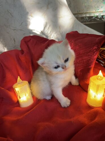 Pişiklər: Britan, Erkək, Dişi — 7