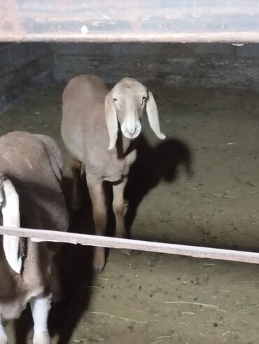 дом кошек: Продаю | Овца (самка), Ягненок | Арашан | Для разведения | Ярка