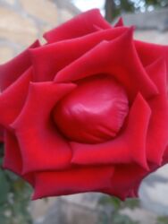 Çöl bitkiləri: Saqı Gülçülük – Tərtərin ən gözəl gülləri Bir gül təkcə ətriylə deyil — 25