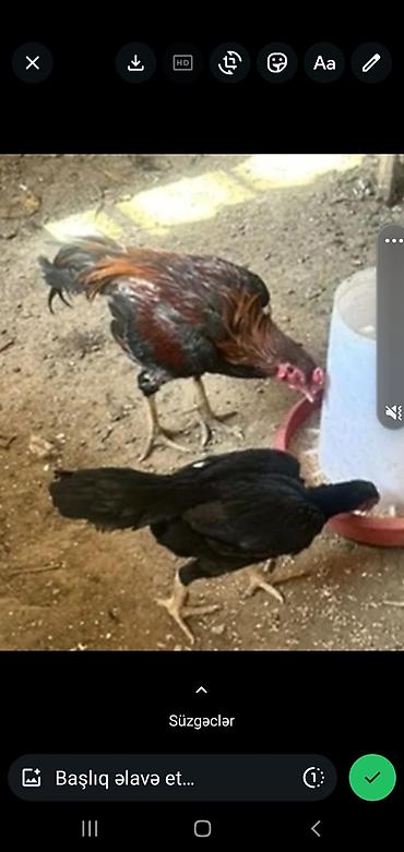 Toyuqlar: Toyuq, Adler, Damazlıq, Ünvandan götürmə, Ödənişli çatdırılma — 4