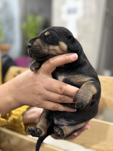 İtlər: Doberman, Erkek — 8