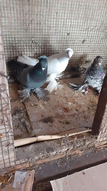 tap az qusar heyvanlar: Cins göyərçinlər – 3 ədəd iri lelekli kekilli quslar satilir goy — 3