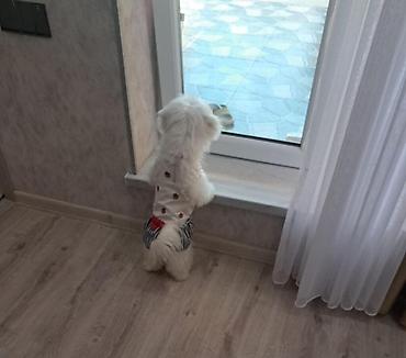 bala tutuquşu: Sevimli kiçik it – ağ tüklü, yumuşaq və hipoalerjen profilə malik — 2