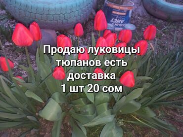 автомойку продаю: Семена и саженцы Тюльпанов, Самовывоз, Платная доставка