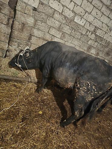 Inəklər, öküzlər: Heyvanlar satılır - Növ: iribuynuzlu mal-qara - Şəkillərdə iki baş — 4