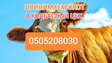 Куплю с/х животных: Куплю | Коровы, быки, Лошади, кони | Самовывоз, Любое состояние, Забитый