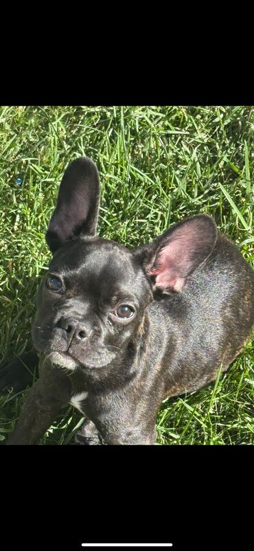 доберман купить бишкек: Бульдог, 6 месяцев, Самец, С прививкой, С родословной